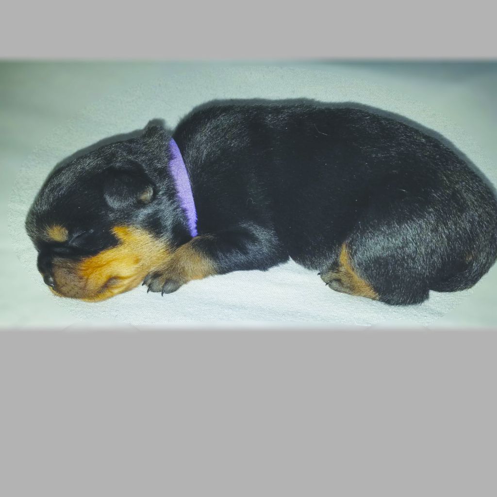 EURL Family Dog 81 - Chiot disponible  - Rottweiler