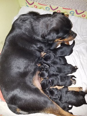 EURL Family Dog 81 - Rottweiler - Portée née le 17/03/2022