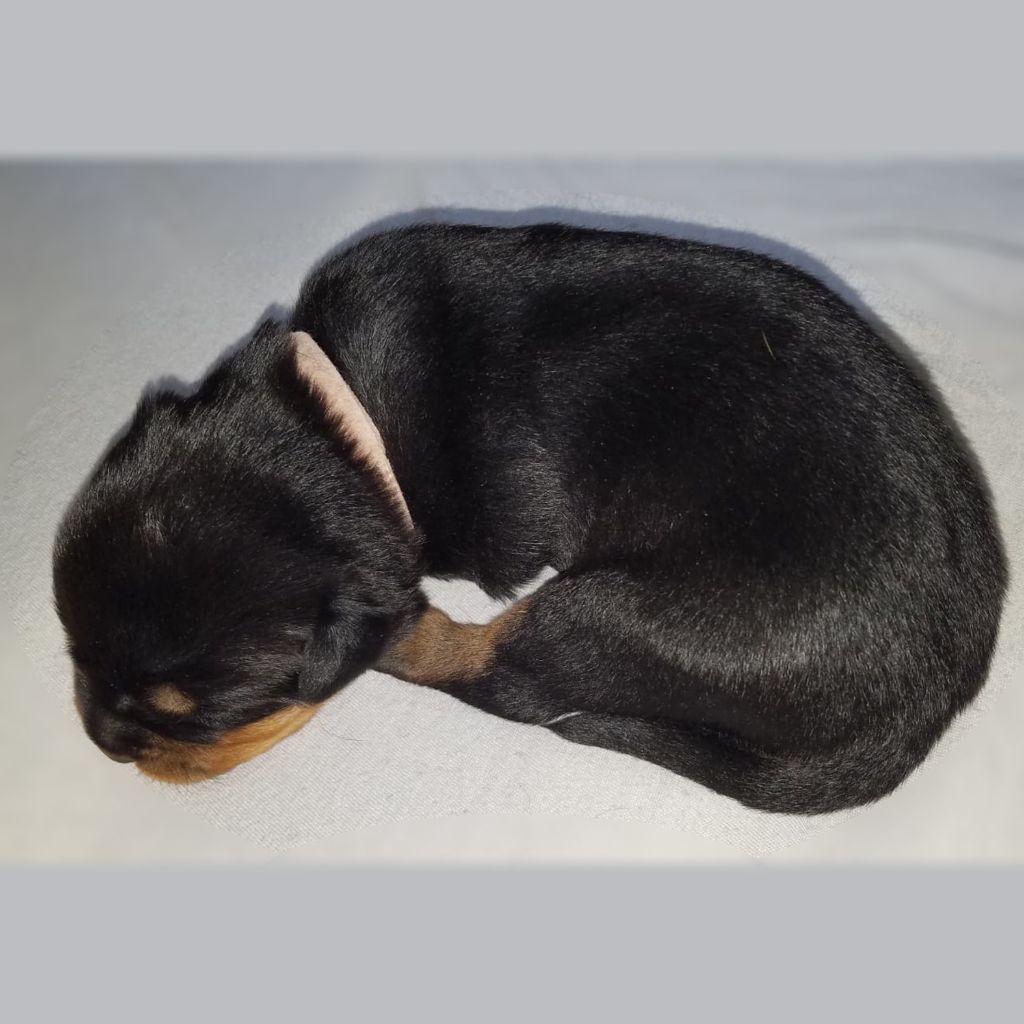 Joseph De Conti - Chiots disponibles - Rottweiler