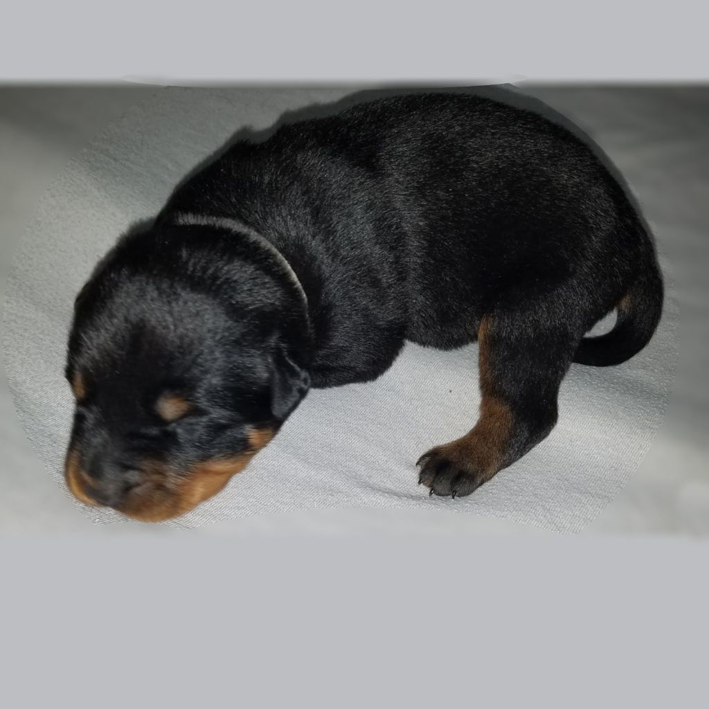 Joseph De Conti - Chiots disponibles - Rottweiler