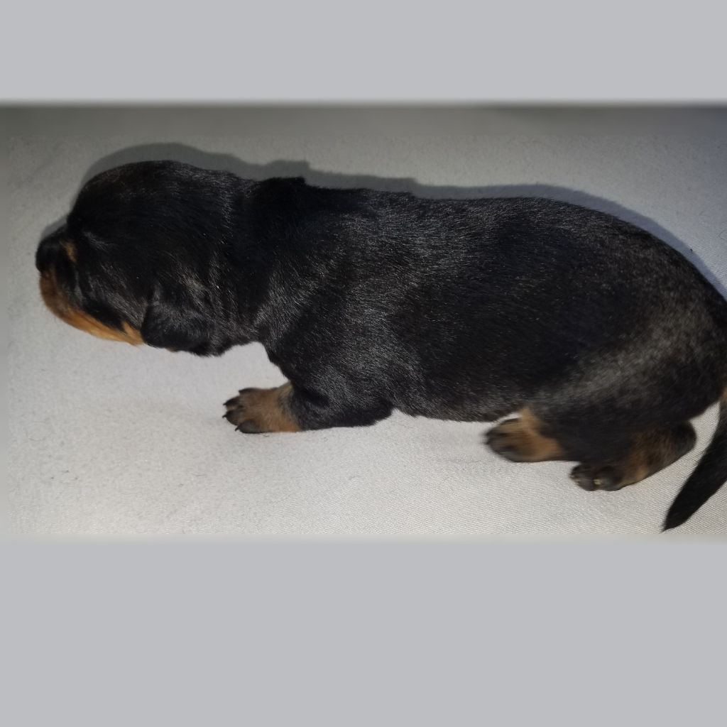 Joseph De Conti - Chiots disponibles - Rottweiler